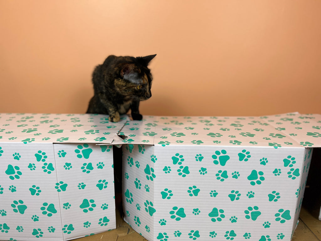 Kitty Calm