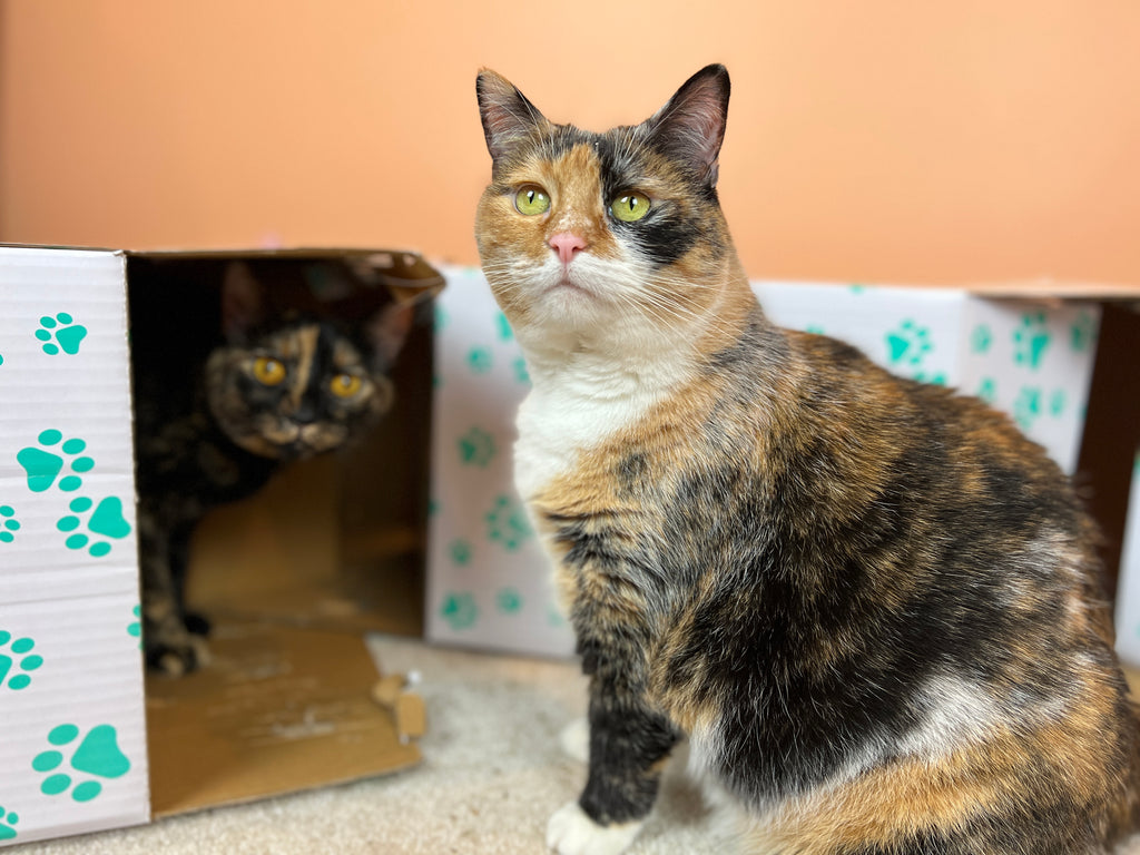 Living With Cats in Small Spaces