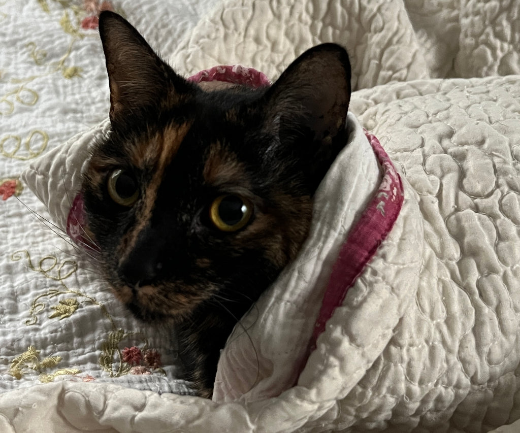 Hibernating on the Snow Days
