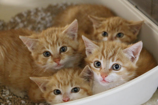 A cat tunnel bed is a fun and cozy piece of furniture designed for cats to play